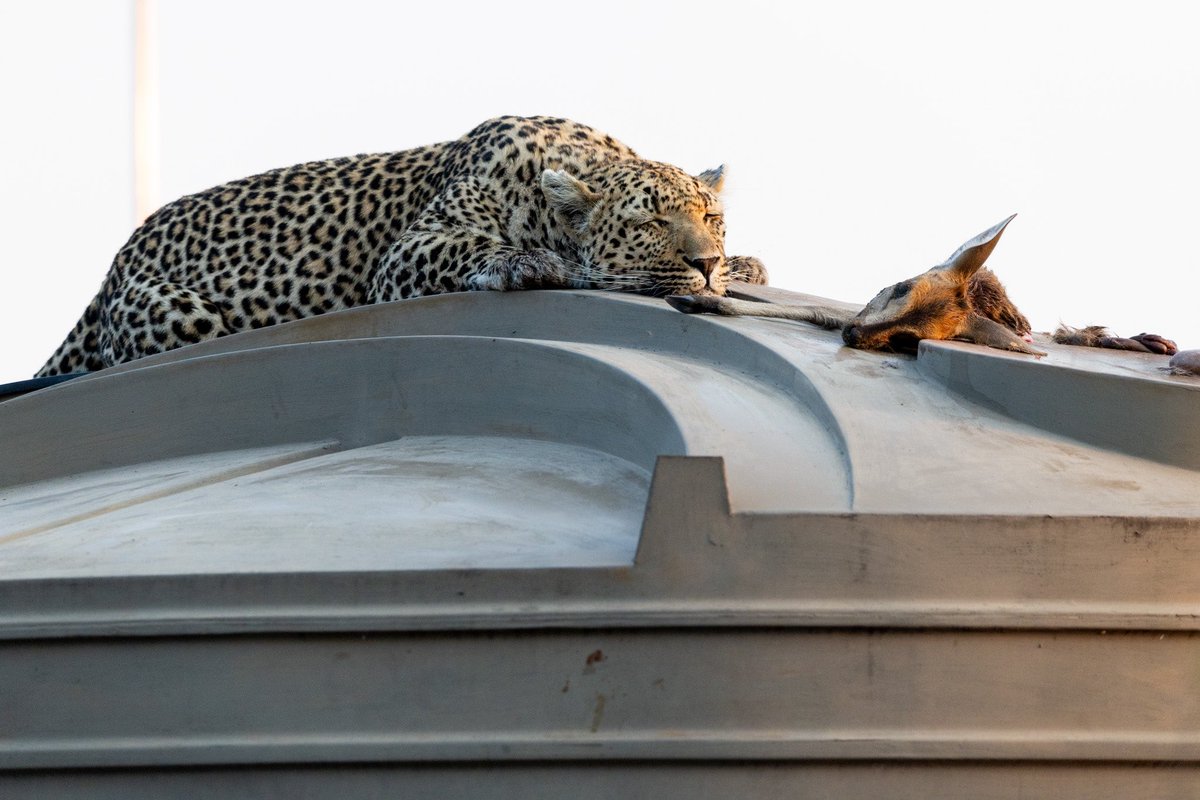 d_fromthebush's tweet photo. Xidulu and kill (18/10/24)
#wildearth https://t.co/SXq7PNAUVZ