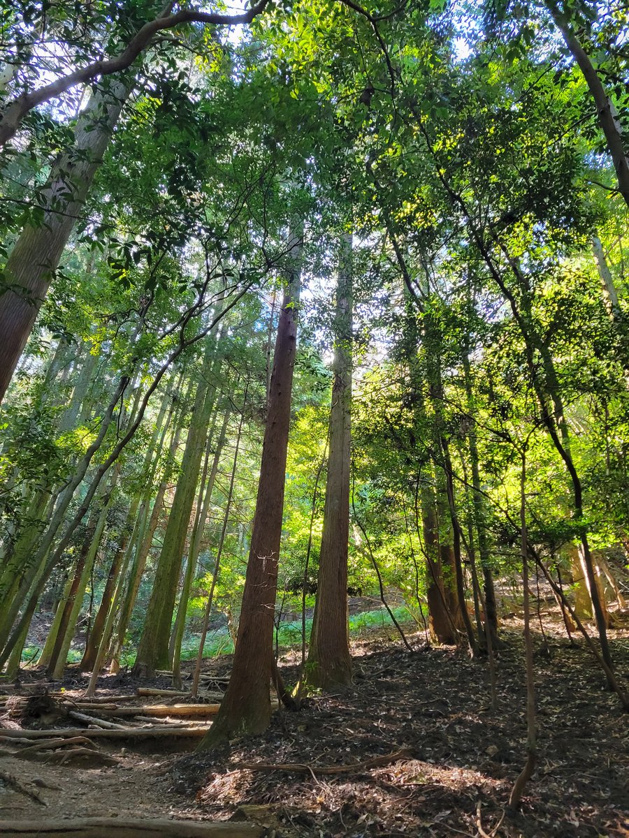 kazeabiru's tweet photo. 10/13
藤原岳へリハビリ登山
登りはいいが下りは少し膝に不安あり
まだ軽めの山行に抑えた方がいいな
久しぶりの山歩きと自然はよかった https://t.co/RXHueeSdm7