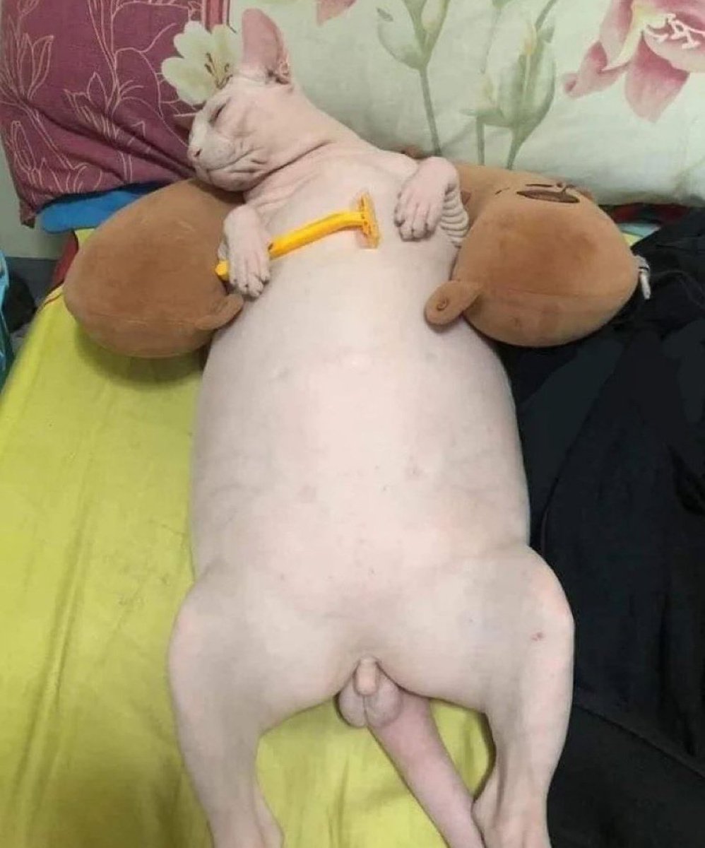 cojonudo (@perromandarinas) on Twitter photo 