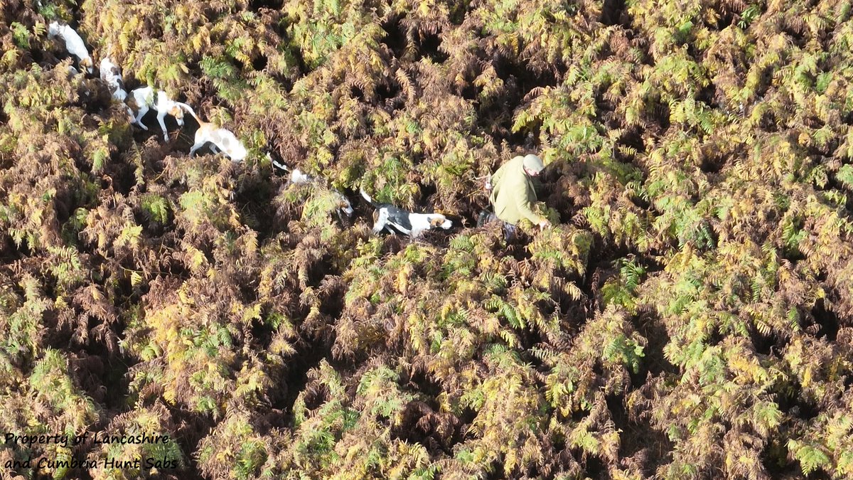 Yesterday out with our friends from <a href="/HuntsabsCumbria/">Cumbria Huntsabs</a>  - Eskdale and Ennerdale illegally hunting on White Coombe - we kept our eye in the sky on huntsman George Wilkinson
