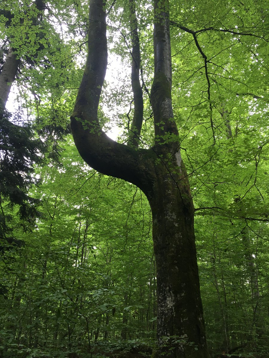 The BlueCat Research Team tweet media