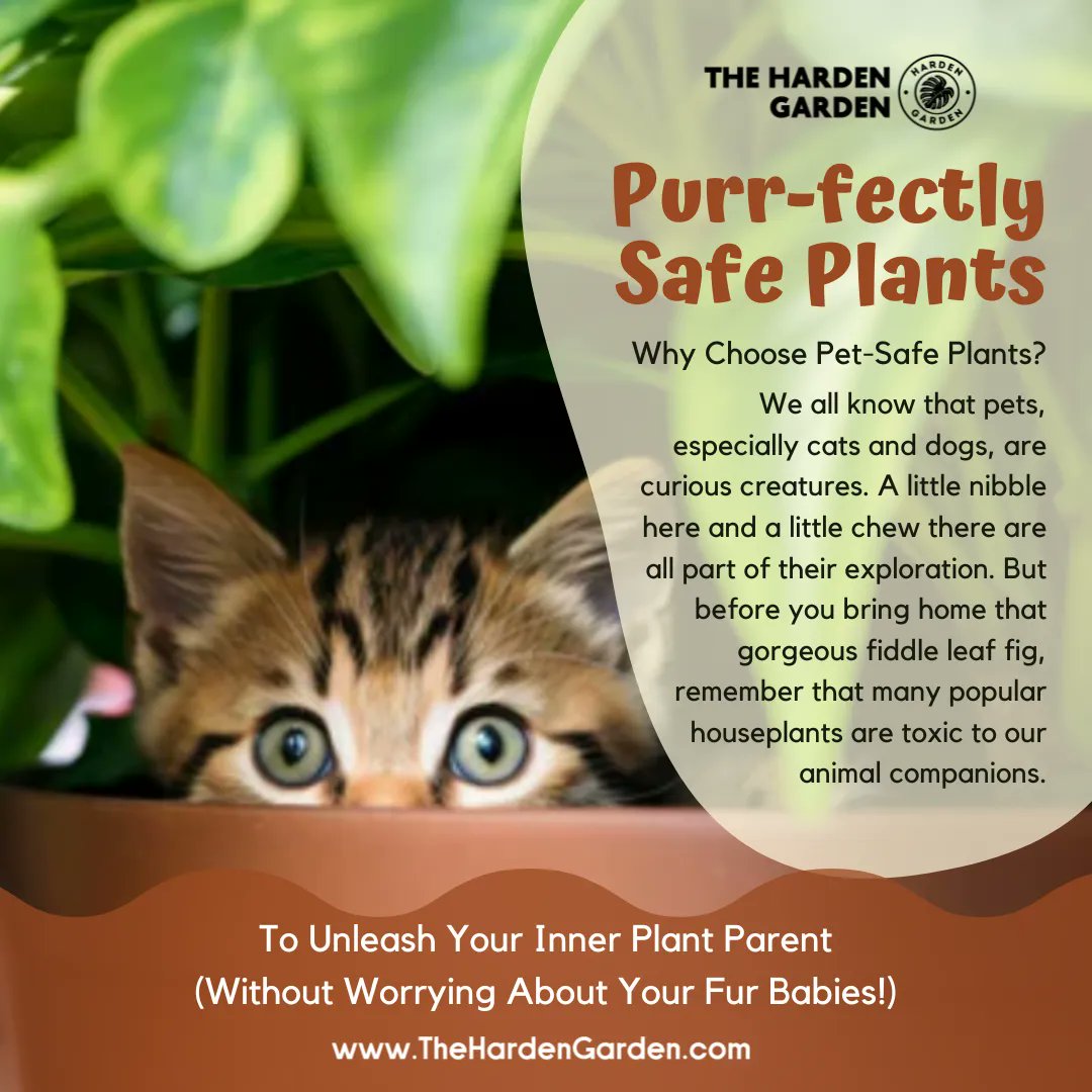 harden_garden's tweet image. Got pets? 🐾🌿 No worries! Discover the best pet-friendly plants that’ll keep your home green and your fur babies safe. 🐱🐶 #PetSafePlants #PlantParents #PetFriendlyHome #SafeForPets