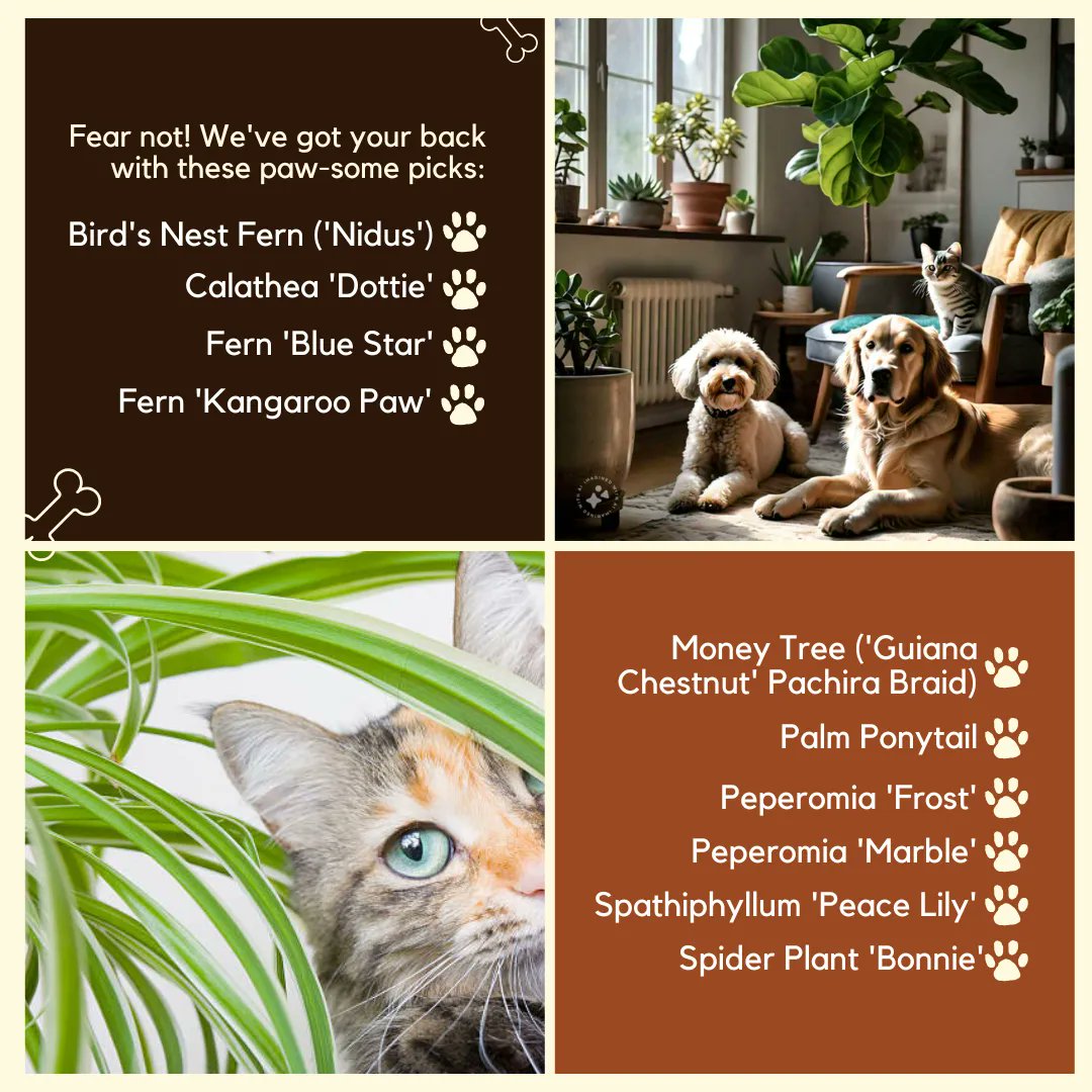 harden_garden's tweet image. Got pets? 🐾🌿 No worries! Discover the best pet-friendly plants that’ll keep your home green and your fur babies safe. 🐱🐶 #PetSafePlants #PlantParents #PetFriendlyHome #SafeForPets