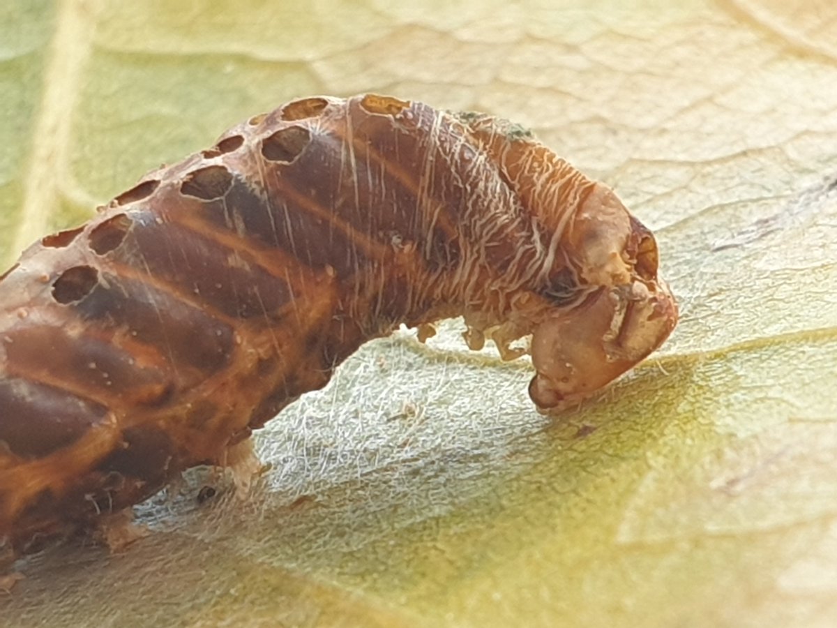 isajarafuel's tweet photo. Alguien me puede explicar qué es esto que han encontrado mi sobri y mi nene en una hoja de chopo???😲 @cmhmaliani @DrBioblogo @BichoDatos @EntomoDaily https://t.co/zG2wfpTDDv