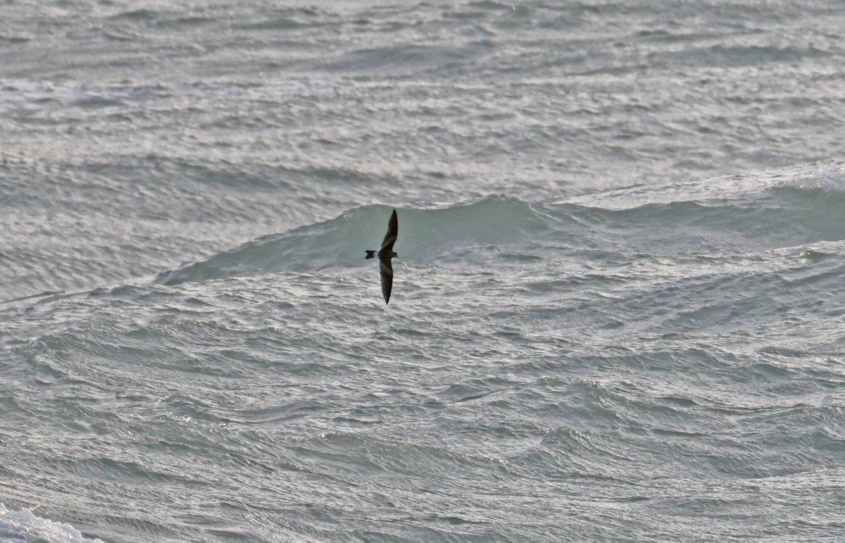 plodingbirder's tweet image. Dungeness: This mornings Leach&apos;s Petrel that flew West past the fishing boats.