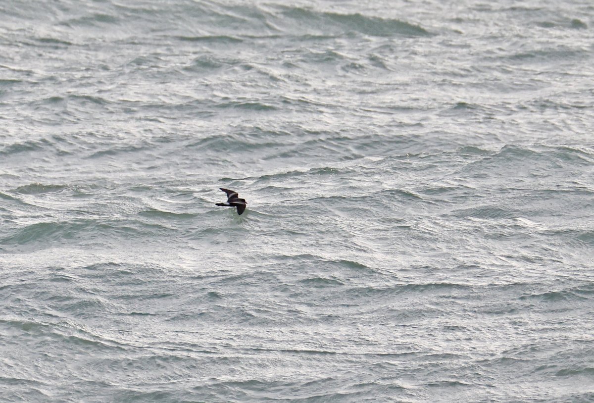 plodingbirder's tweet image. Dungeness: This mornings Leach&apos;s Petrel that flew West past the fishing boats.
