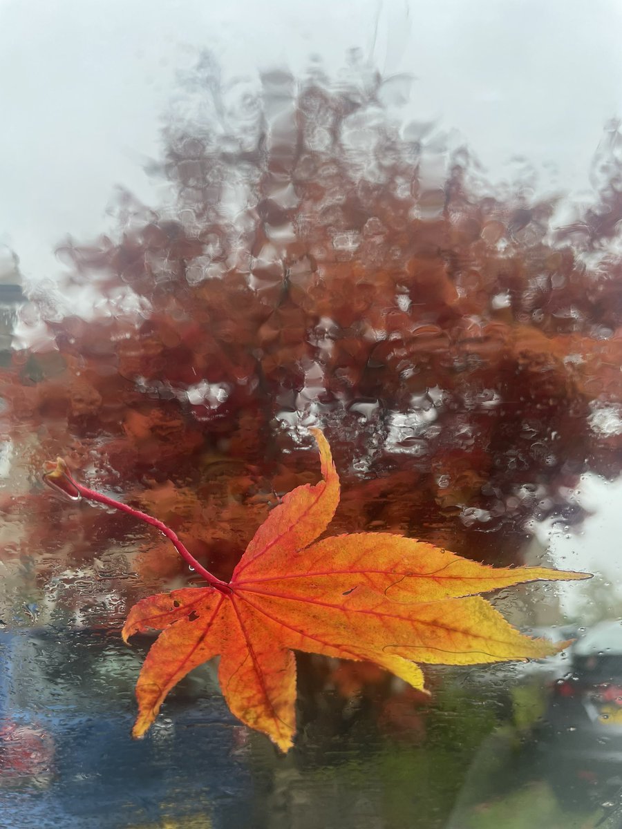 oybat's tweet image. 