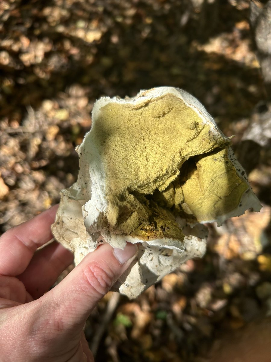 Essau1969's tweet photo. A couple of old #puffballs yesterday on our hike in the woods πGo everywhere >Feel everything πΆ #SundayFunday is here! But βοΈ #Coffee first π https://t.co/hPtY6R82Mv