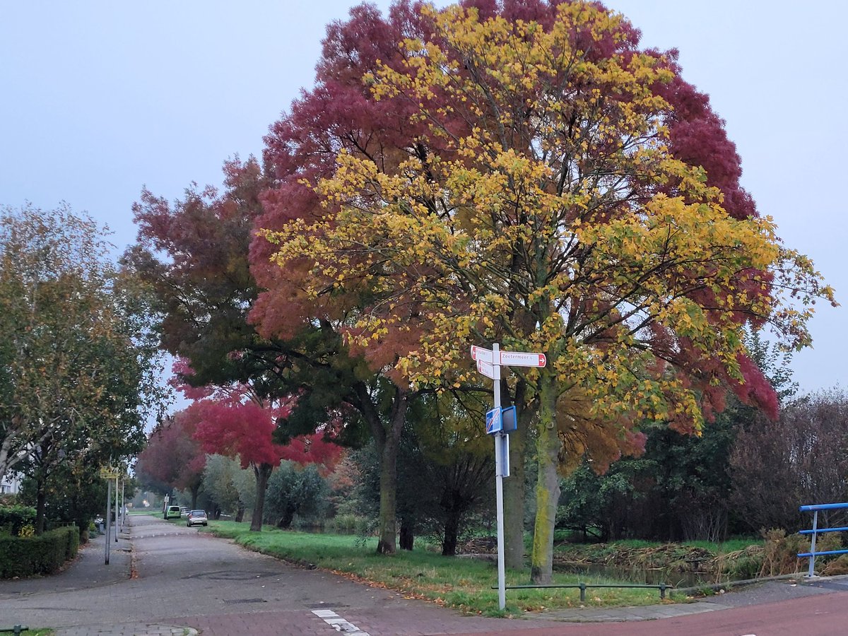 Wat heeft die Vederes (Fraxinus angustifolia) toch een prachtige rode #herfstkleur