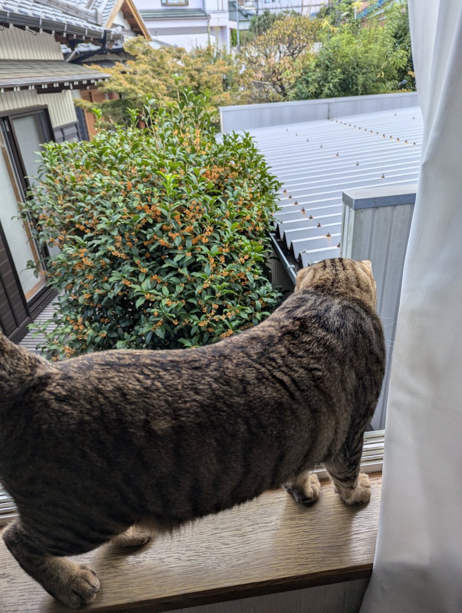 1118uma's tweet photo. 金木犀　楽しむニャン🐱
これ　お隣さんのニャン🐱
#ねこすきさんと繋がりたい 　#猫　#猫大好き　#猫の居る生活　#猫のいる暮らし　#金木犀 https://t.co/oNVOu1CpQo
