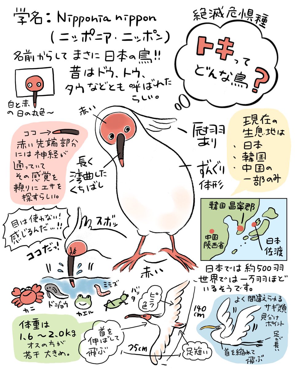 トキガイド養成講座🐦備忘録①(1/3)

突然ですがこの度、佐渡市が主催するトキガイド養成講座を受講することにしました…!
トキさんの知識や歴史を知れたらいいな、と思い…
全9回の講義を受け検定試験に受かれば合格です💮 