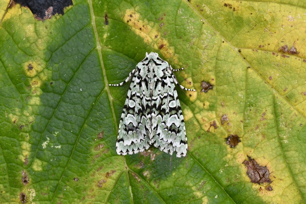 Kevan Brett (@kevanbrett) on Twitter photo If you want a brew when emptying the #moth traps head to <a href="/moffstuff/">@MoffStuff</a> for your needs, excellent quality. The “mint choc-chip” Merv not guaranteed though ! Such a beautiful moth 💚<a href="/norfolkmoths/">Norfolk Moths (Jim Wheeler CMR)</a> If you want a brew when emptying the #moth traps head to <a href="/moffstuff/">@MoffStuff</a> for your needs, excellent quality. The “mint choc-chip” Merv not guaranteed though ! Such a beautiful moth 💚<a href="/norfolkmoths/">Norfolk Moths (Jim Wheeler CMR)</a>