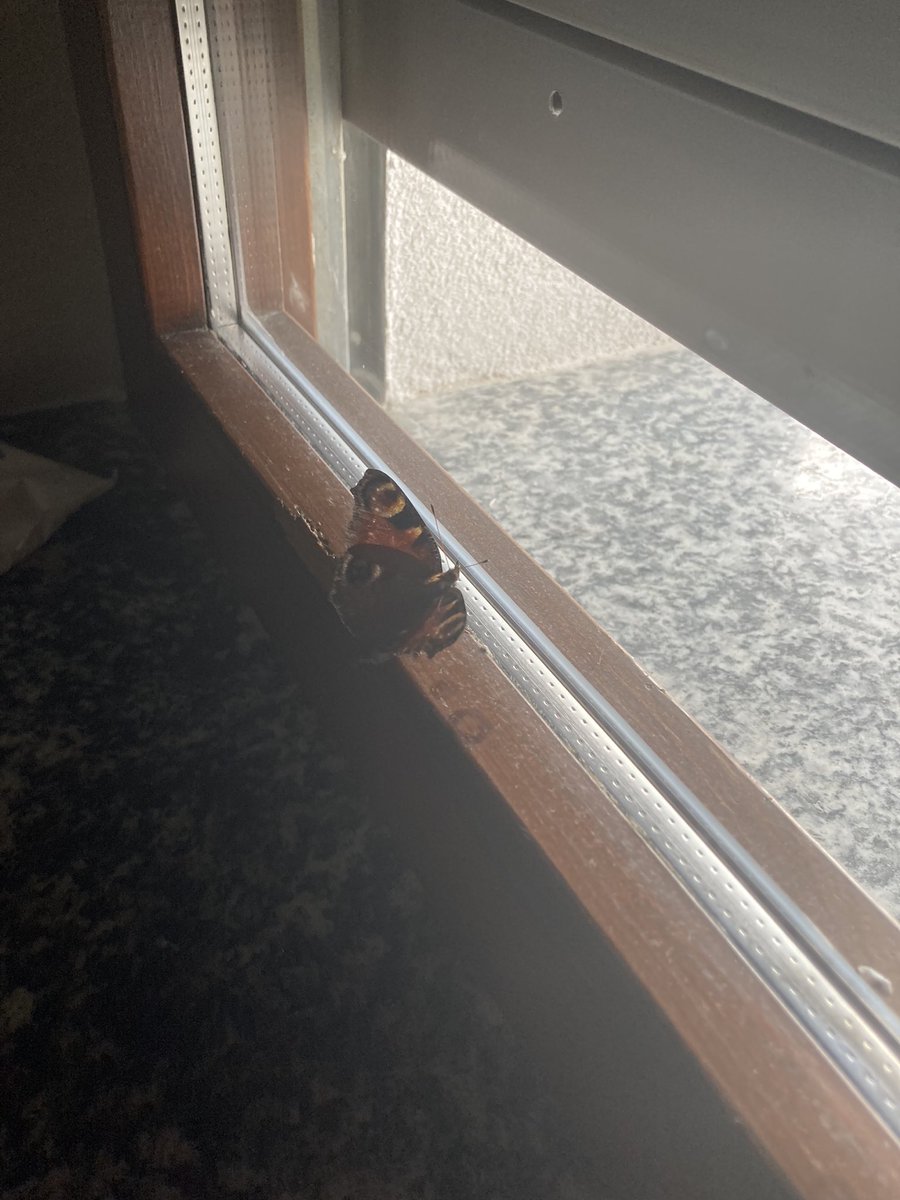 MartinHello5's tweet photo. More animal adventures in the house https://t.co/Z6Xq1TsbmN