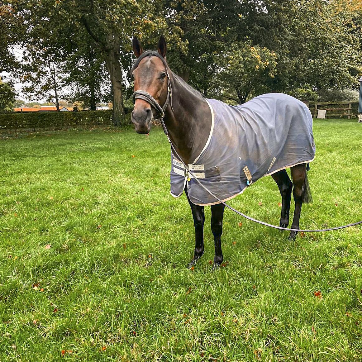 Waking up a Group One winner 🙌🏻

Kind Of Blue enjoying his Sunday morning pick of grass after a stunning display in the Qipco Champions Sprint Stakes on Saturday! 

@ChampionsSeries