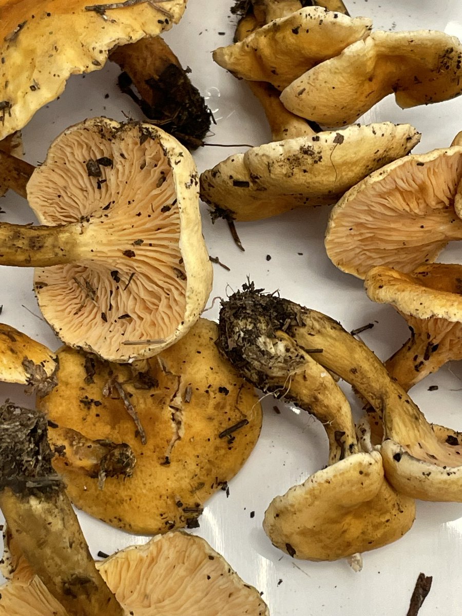 MasurierN's tweet photo. Petite visite au traditionnel salon du champignons et des plantes d’automne @FacPharma_Mtp 🍄🍁🍂
Histoire de réviser ses classiques et de découvrir des espèces plus rares. https://t.co/ZHjTrwiqaX