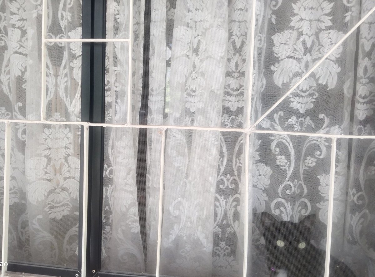 PremierDecorBKK's tweet photo. Nite Nite with Cutie Black cat and her sheer curtains. https://t.co/ijusbOoAvM