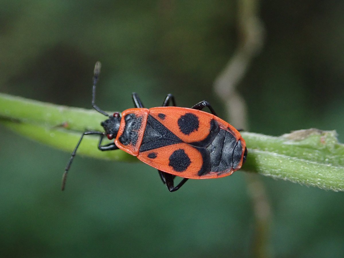 Merops Field Studies (@meropsfield) on Twitter photo Students from @univofstandrewscarried out some fascinating projects while here with us, investigating: invertebrate and plant diversity, temporal changes in bat behaviour, flamingo feeding behaviour, and the response of European Fire Bugs to rain. <a href="/SchoolofBiology/">School of Biology</a> <a href="/mikemwebster/">Mike Webster</a> Students from @univofstandrewscarried out some fascinating projects while here with us, investigating: invertebrate and plant diversity, temporal changes in bat behaviour, flamingo feeding behaviour, and the response of European Fire Bugs to rain. <a href="/SchoolofBiology/">School of Biology</a> <a href="/mikemwebster/">Mike Webster</a>