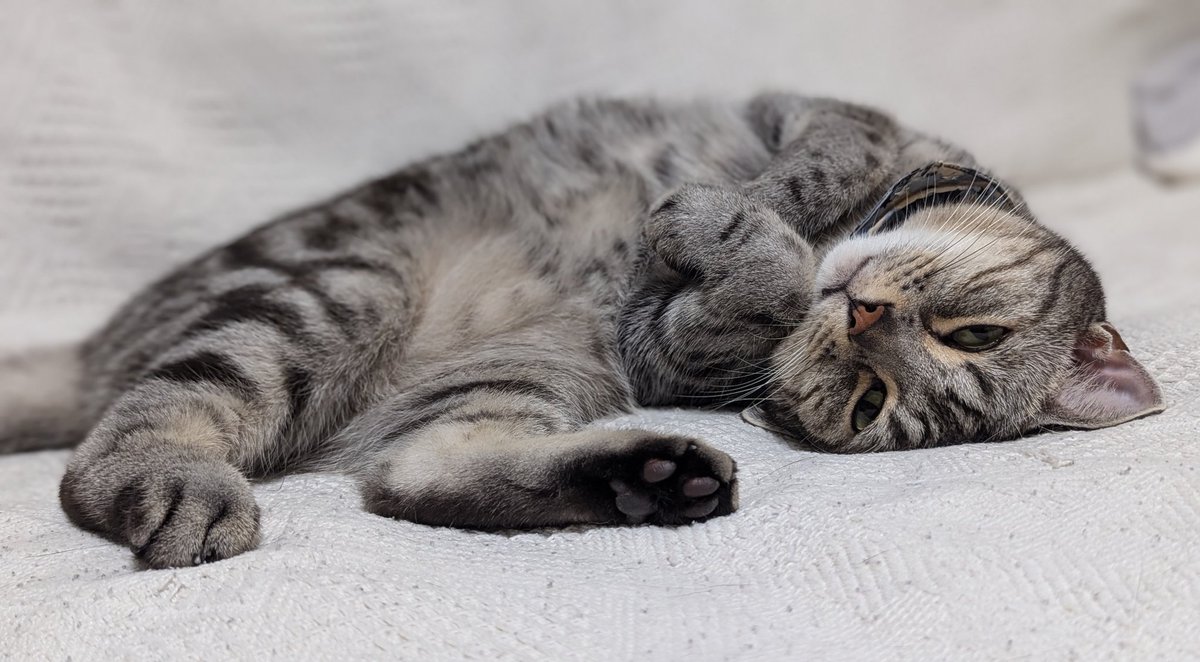 全力で祈ってます
#猫 #猫のいる暮らし #アメショ