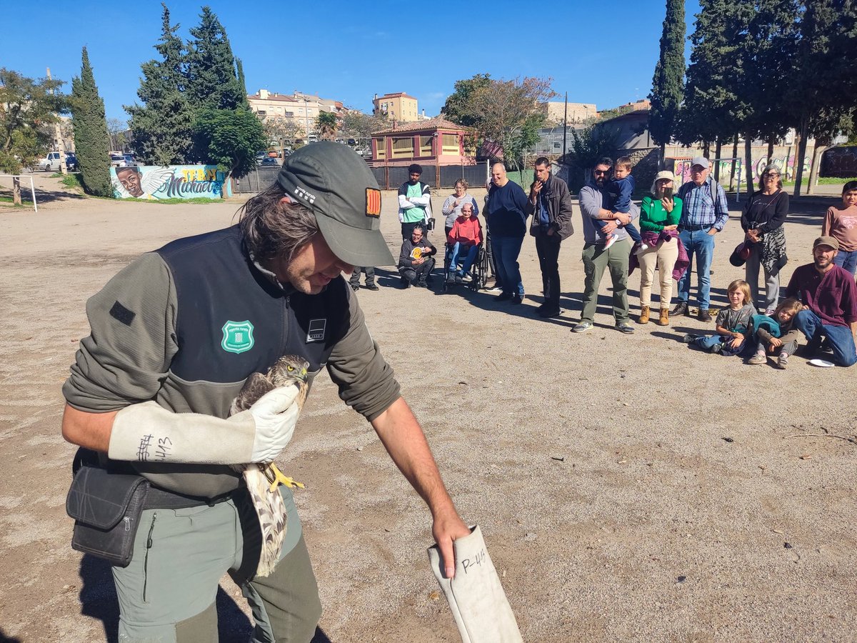 ajtarrega's tweet photo. ♻️ Celebrem la darrera jornada de la 24a Fira del Medi Ambient de #Tàrrega

🦅 Els @agentsruralscat alliberen un exemplar d'astor. L'au rapinyaire torna a la natura després del seu pas pel Centre de Fauna de Vallcalent

✅ També hem fet una caminada  etnobotànica amb Corremarges https://t.co/adeWR4zmuD