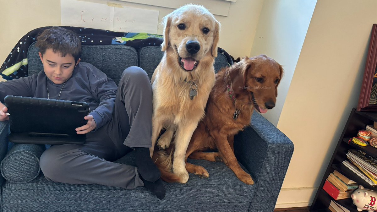 PghGoldens's tweet image. We got a new couch and are sharing it with brotherperson. He takes up a lot of space, but we’re good dogs and love him very much. #SmilesForMiles #MoveOver #WeAreSquished 

#DogsOfTwitter #GoldenRetrievers #TheBurghGoldens