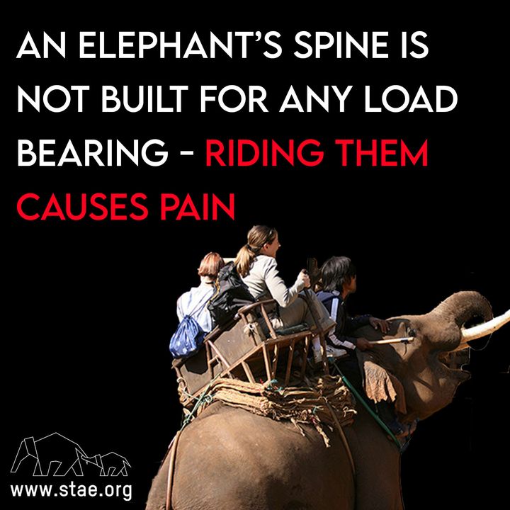 stae_elephants's tweet photo. An elephant’s spine is not built for load bearing - riding them causes tremendous pain. https://t.co/gGpAw9DE0h
