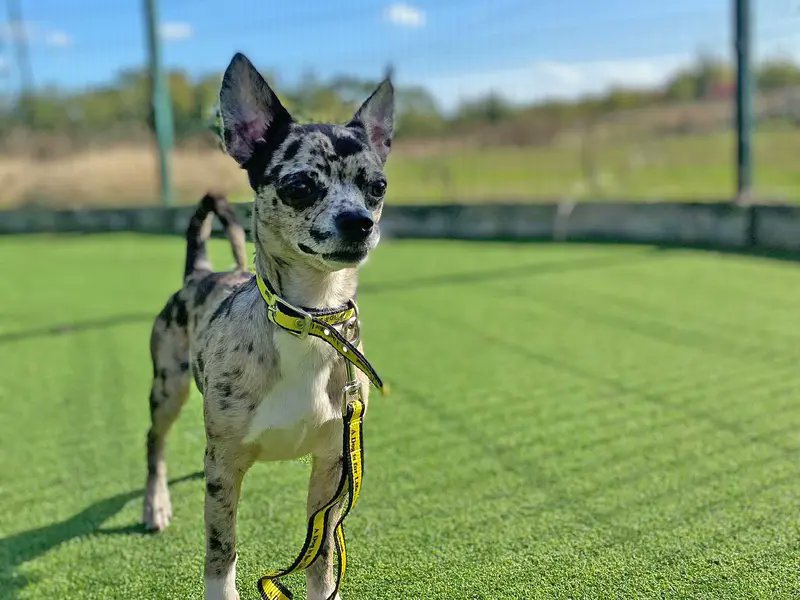 DogsTrust's tweet photo. Can you all please tell Tyson how gorgeous he is? It would really make his day 💛👇

[Image description: A Chihuahua with pointy ears and unusual markings standing outside on the grass. He is looking slightly to the side of the camera and is wearing a yellow Dogs Trust collar.] https://t.co/Ui5Cxty7FF