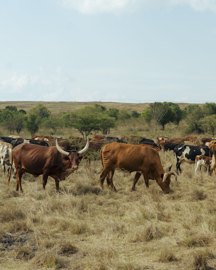 𝕊𝕀𝕄𝔹𝕀 𝕐𝕧𝕒𝕟 ℝ𝕦𝕕𝕒𝕙𝕦𝕤𝕙𝕒 tweet media