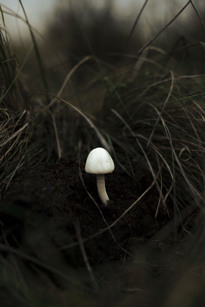 𝕊𝕀𝕄𝔹𝕀 𝕐𝕧𝕒𝕟 ℝ𝕦𝕕𝕒𝕙𝕦𝕤𝕙𝕒 tweet media