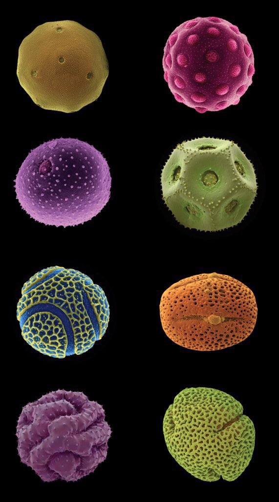 various pollen grains under an electron microscope