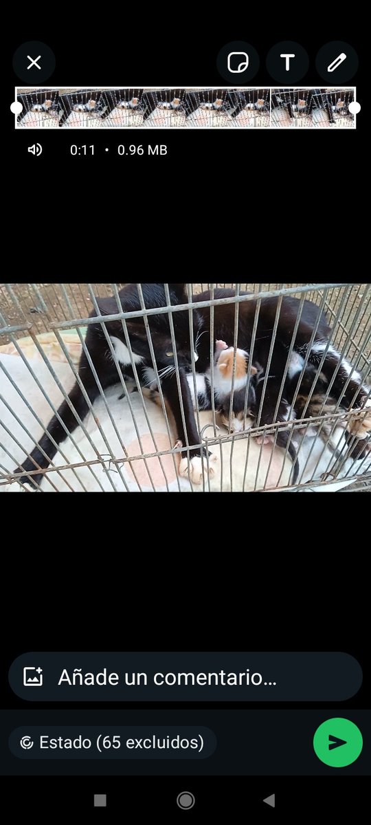 neymt's tweet photo. En unos matorrales dejaron abandonados 1 gata con 4 bbs estoy desde el viernes tratando de encontrar algún refugio q nos pueda colaborar pero ha sido infructuoso nadie quiere ayudar me ha tocado hacerlo necesito q me ayuden a difundir ya q no puedo hacerme cargo de ellos https://t.co/4ZdKfDGISB