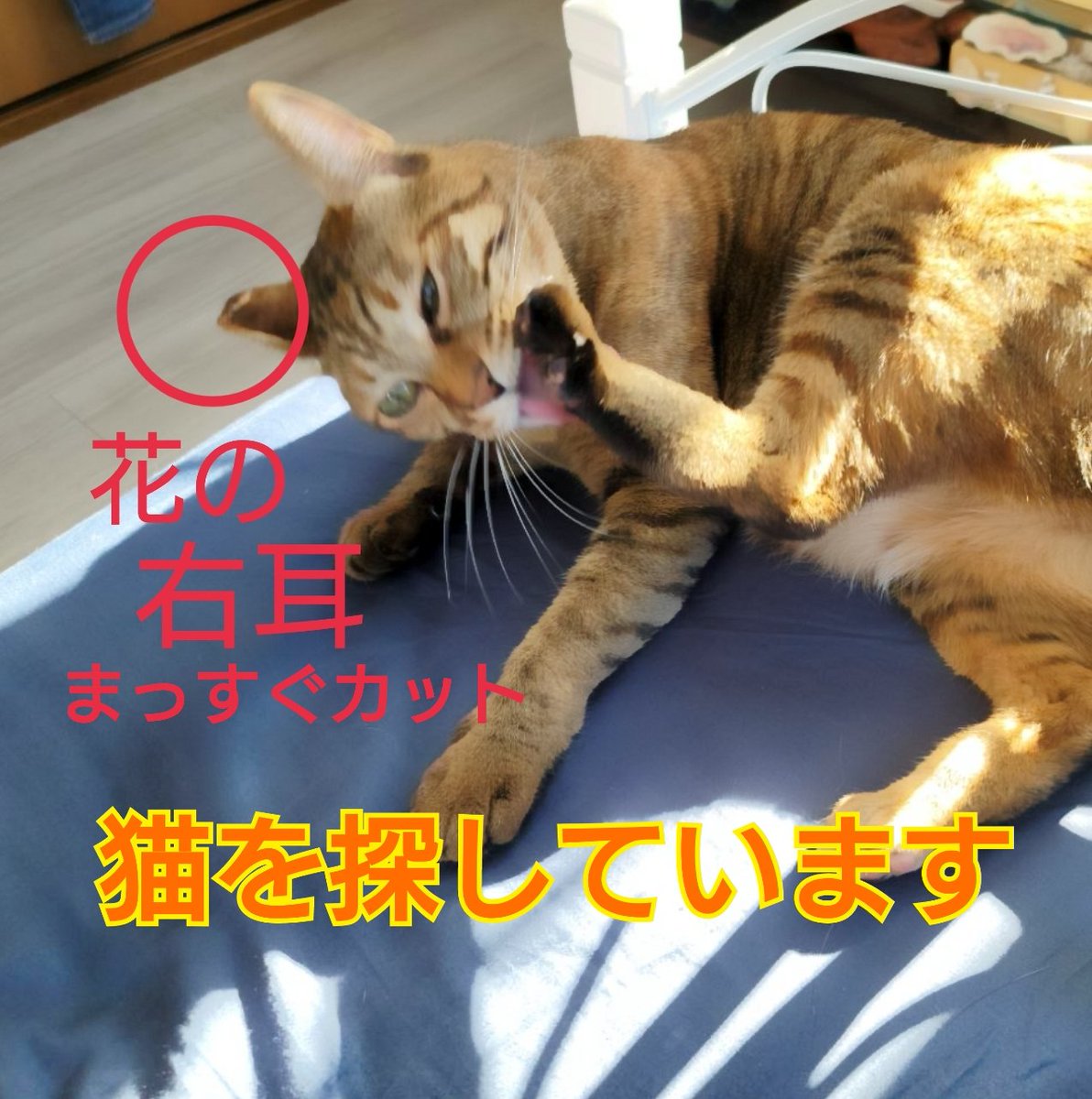 squirrelemi's tweet photo. 猫を探しています。茶系のキジトラ、または麦わら猫。花ちゃん3歳位。右耳がまっすぐカットされ尻尾は長くしましまです。
横浜市金沢区富岡東の自宅から外に出てしまい、半年以上行方不明で探し続けています。 
#猫を探しています 
#迷い猫 
#拡散希望 
#リポストお願いします 
#横浜市金沢区 https://t.co/X9APww2LjG