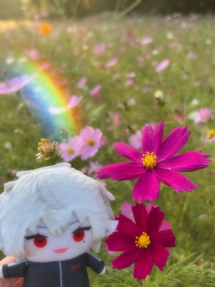 AtmStarTM's tweet photo. コスモス綺麗だった〜🌸 https://t.co/G72c1ovw6e