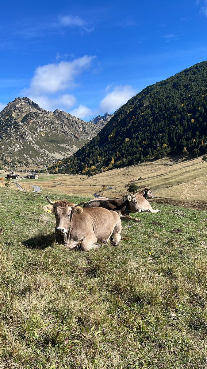 juuanma21's tweet photo. Cabana Sorda 📍🇦🇩🏔️ 🏃‍♂️ 

20/10 https://t.co/blbcjflReL