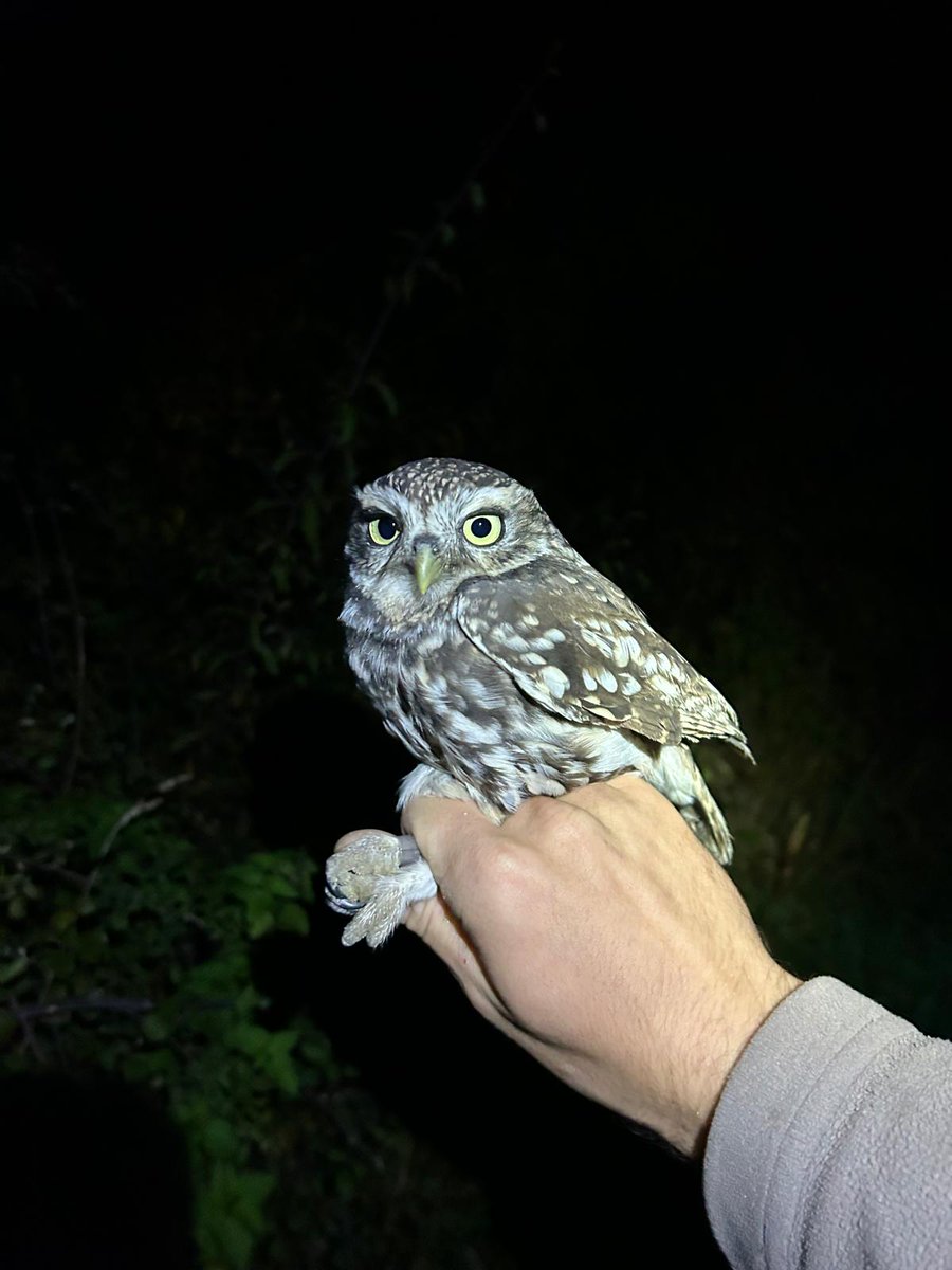 _Gellico's tweet photo. An Owl-tastic weekend. Little and Tawny handled for the first time yesterday, the smallest and largest we have in the UK.
@WOXFarmBirds https://t.co/l7iBNnvQt1