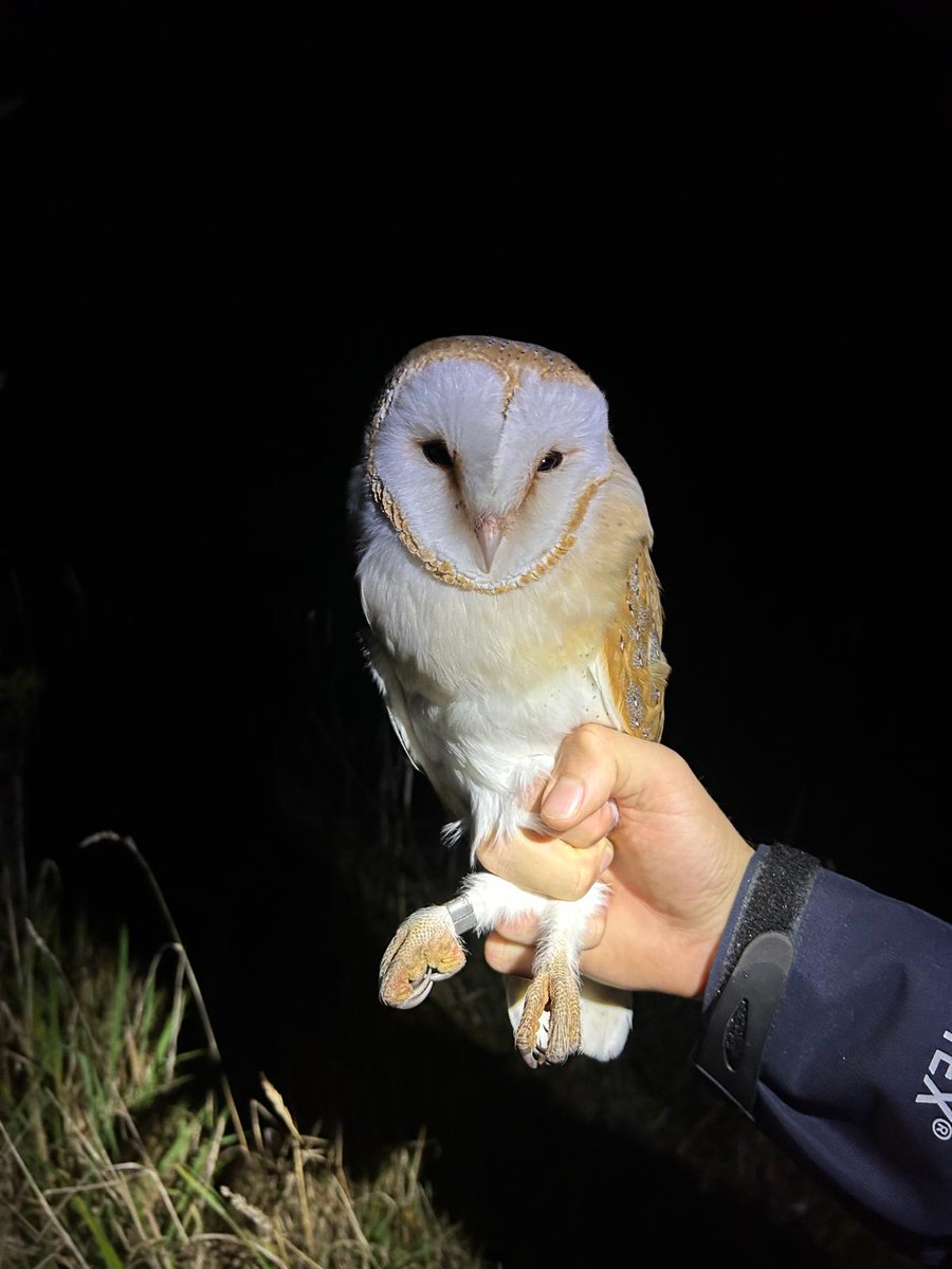 An Owl-tastic weekend. Little and Tawny handled for the first time yesterday, the smallest and largest we have in the UK.
<a href="/WOXFarmBirds/">West Oxfordshire Farmland Bird Project</a>