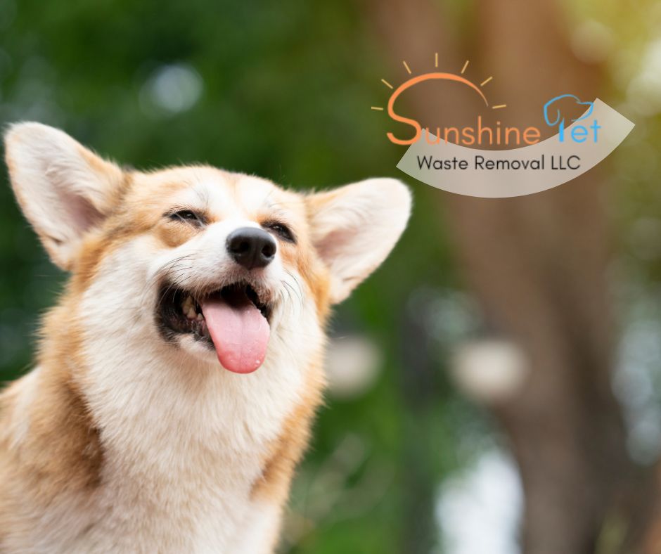 SPWRLLC's tweet photo. 🐾 Happy Sunday, Dog Lovers! 🐾
Time to relax and let us take care of the dirty work! Book your pet waste removal service today and enjoy a poop-free yard all winter long. 🐕🍂 
#MontgomeryIL #NoMorePoopProblems

Schedule now >>https://t.co/PsfWPMNdT7 https://t.co/Eqz8tuLgY9
