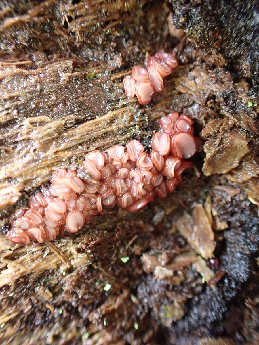 A short foray yesterday at Maybecks plantation produced some nice fungi.Snakestongue truffleclub,The Sickener,Pipe club and Purple jellydisc ! With <a href="/WendyHolliday13/">Meadowendy</a> 🙂