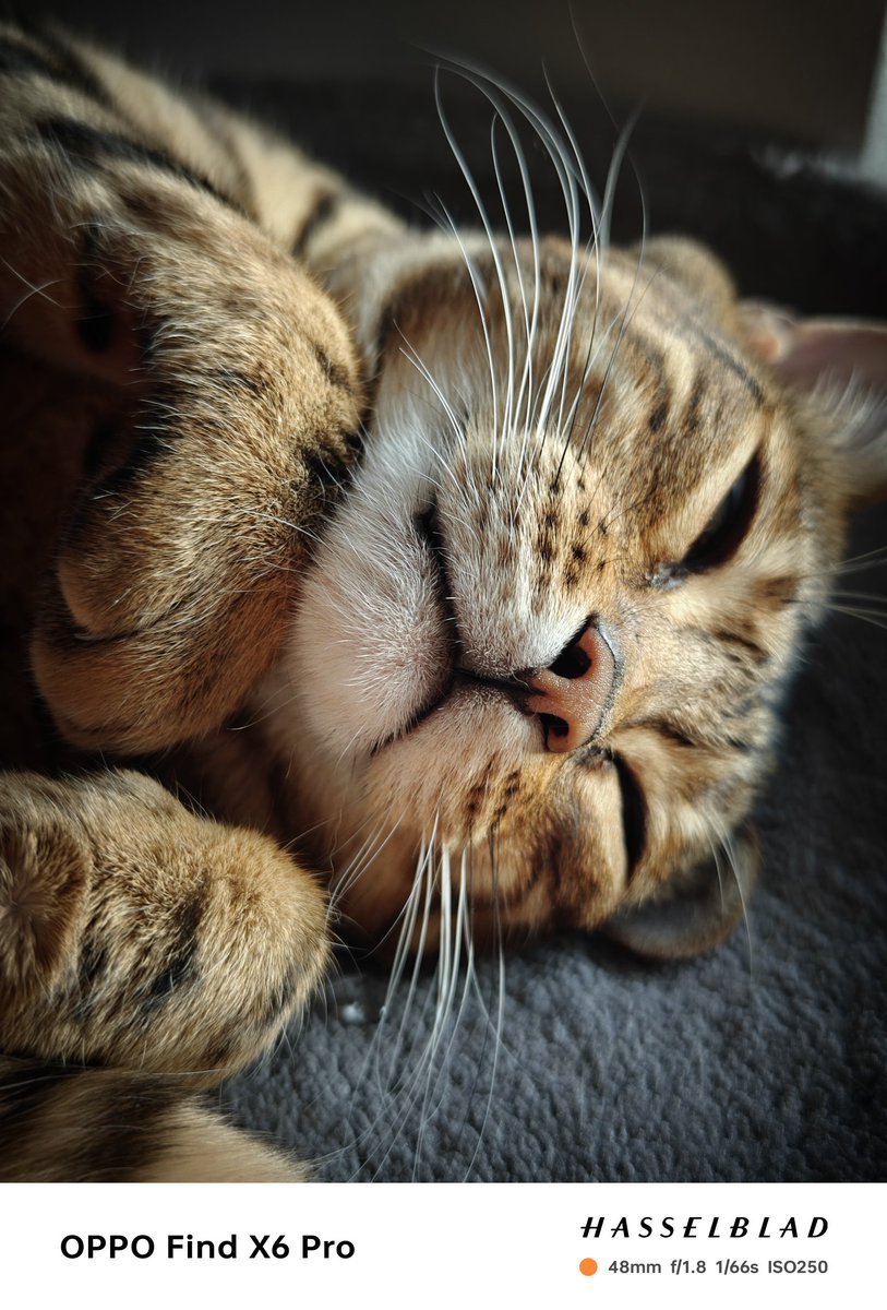 behnke_lars's tweet image. An other snap shot, eh, cat shot that just popped up in the Google Photos. Look at the skin texture on Bounty's nose...

#ShotOnSnapdragon #ShotOnOPPO #FindX6Pro #Hasselblad #Bengals