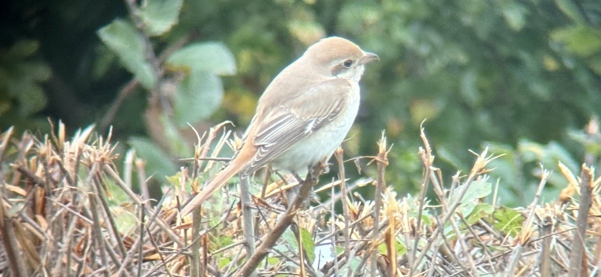 Isabelline Shrike still showing well at Gillingham ⁦<a href="/BirdGuides/">BirdGuides</a>⁩