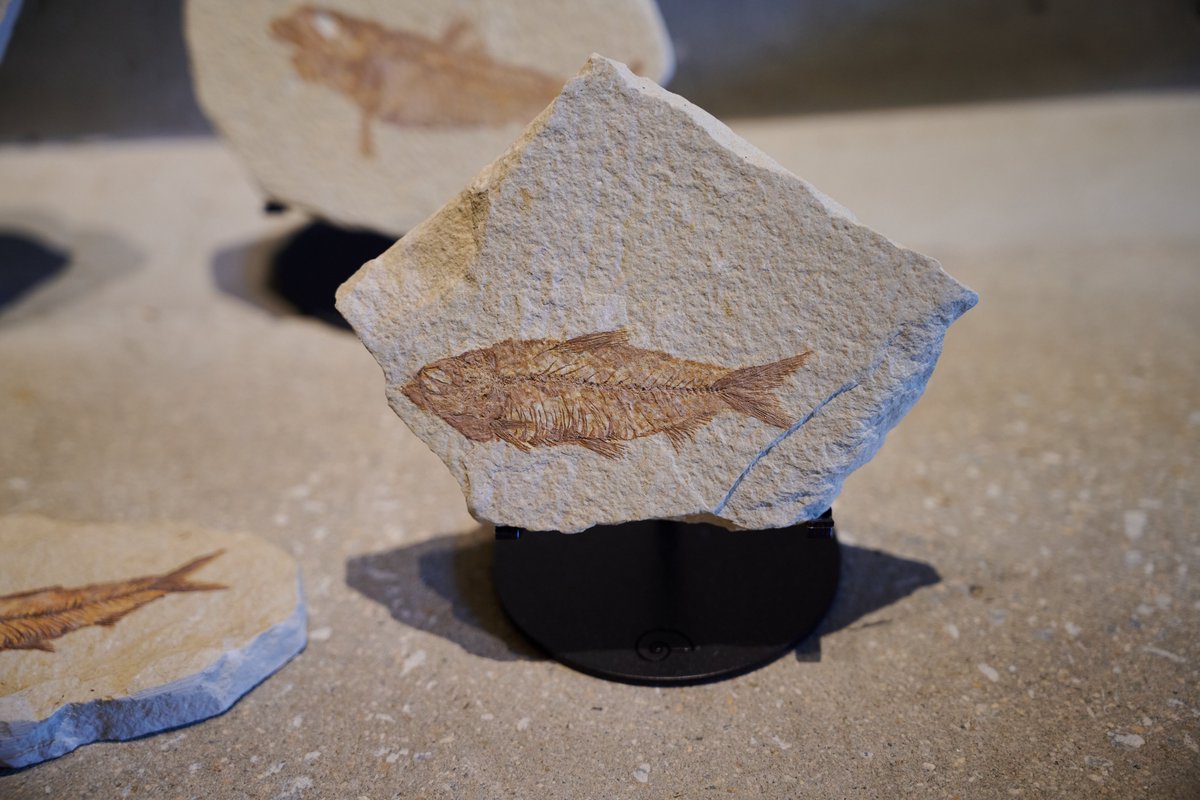 買える化石博物館 on X