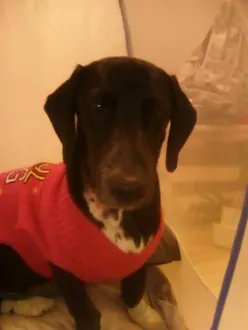 KeithOlbermann's tweet photo. SHADOW IS MISSING ON ROOSEVELT ISLAND. Last seen at the bus stop near the Octagon. He's 25 pounds and chipped:
985113009419897. If you've seen or found him please call 888-466-3242 and PLEASE RT SHADOW! https://t.co/mSl9rOx6gs