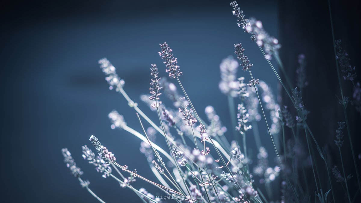 茨 | nigella field tweet media