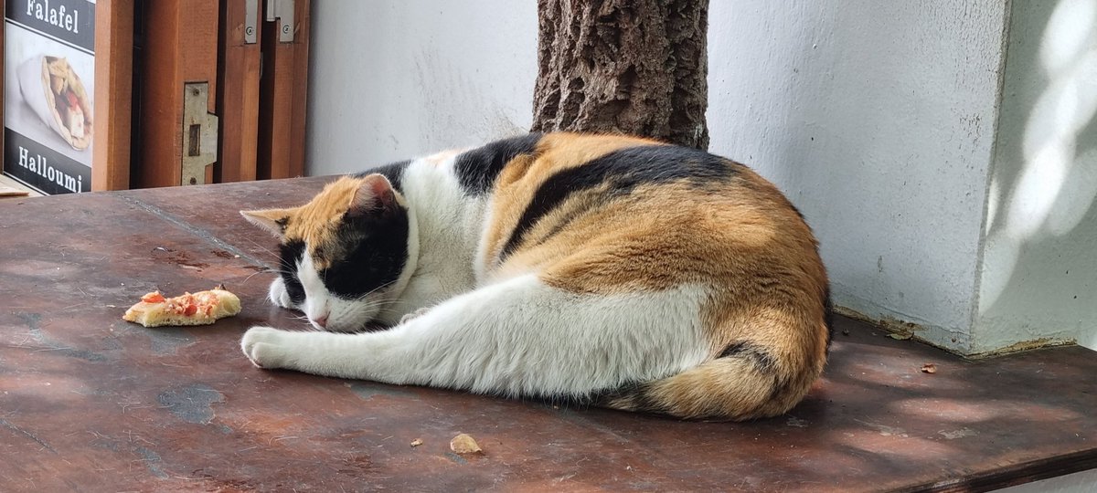 Samurai pizza cats 🐱🥷