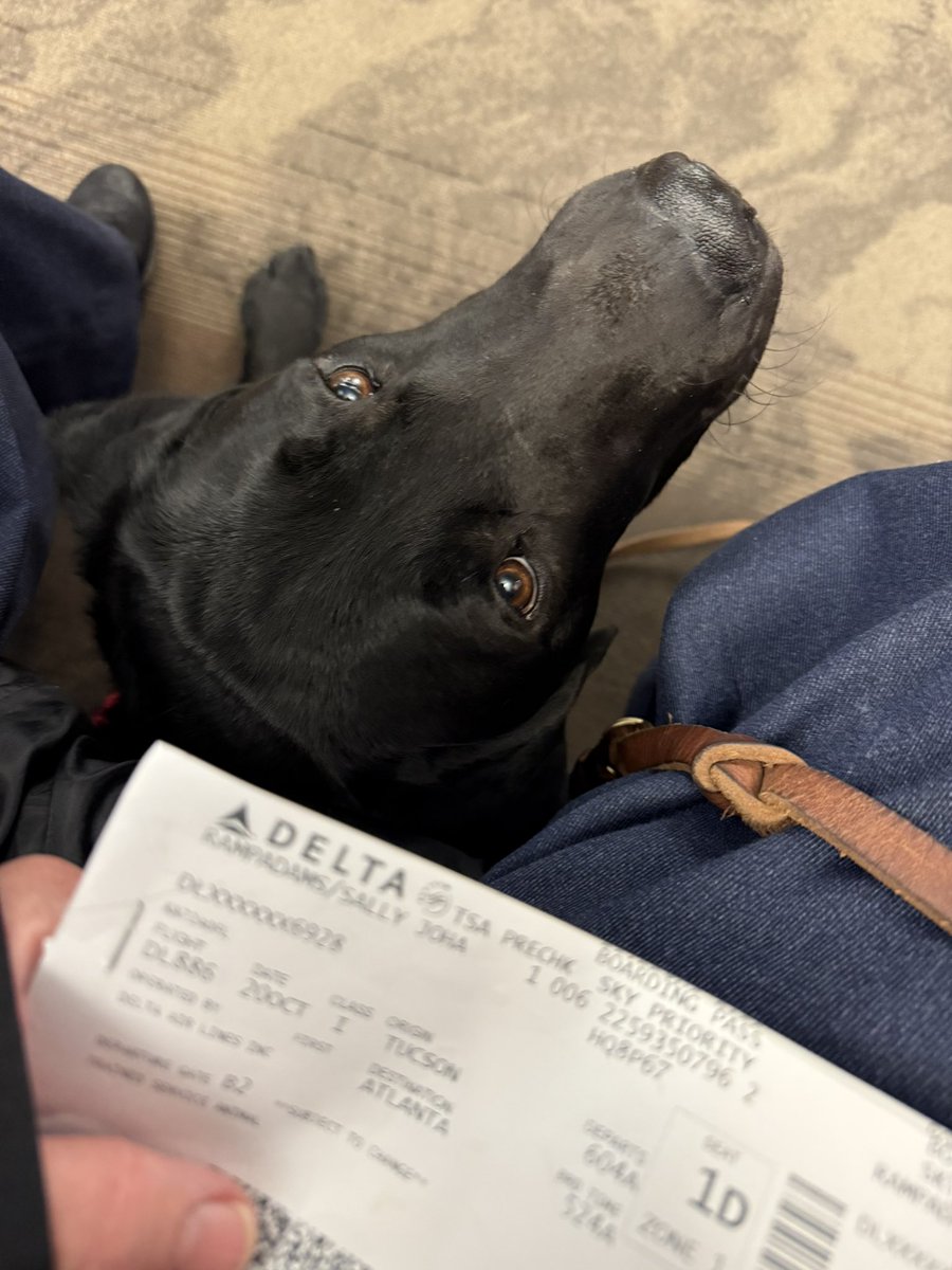 Sampson the Service Dog tweet media