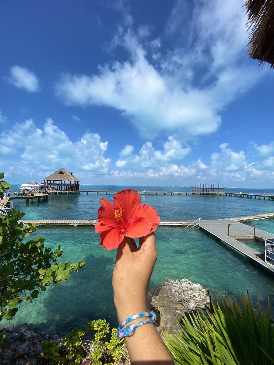 dolphindiscENG's tweet photo. 🌴🐬 Isla Mujeres is the tropical paradise you've been looking for! Come to Dolphin Discovery and experience swimming with Dolphins while enjoying the stunning views of this Caribbean gem. #IslaMujeres #DolphinDiscovery https://t.co/NW57NRu93T