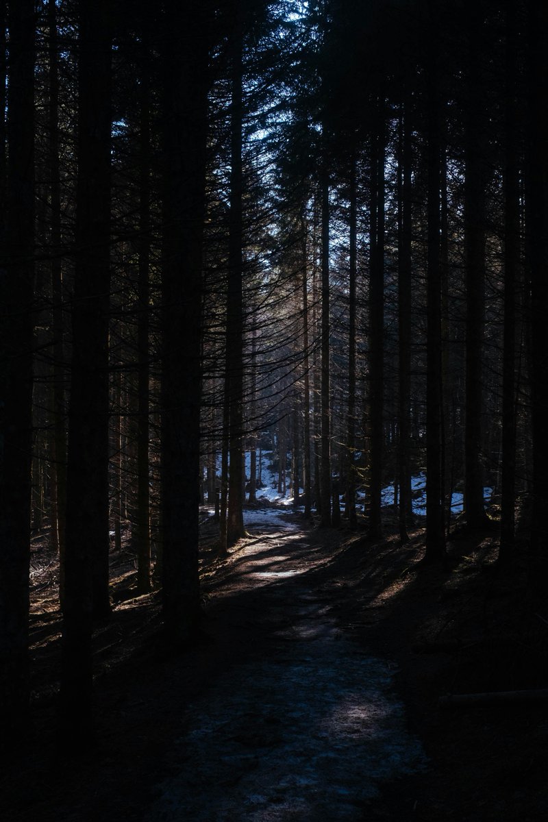 HorrifyingHist1's tweet image. In the dark woods of Canada, a legend tells of the Wendigo - a malevolent spirit that possesses humans and drives them to cannibalism. Those who encounter it are said to be cursed forever... #CanadianLegends 😱👻🌲

Photo by Jérémie Crausaz on Unsplash.