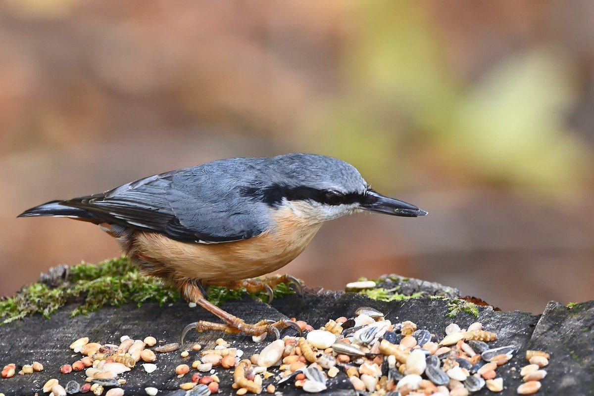 Smurftastic! 💙 I'm helping Papa Smurf protect the village, what have you done to protect  sandbox.game