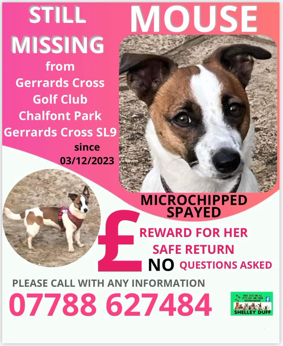 If someone has #missing Mouse &amp; is reading this please find it in your heart to do the right thing &amp; return her to her family. Drop her at a vet, say you found her.

Reward for MOUSE's safe return! Please share. Missing 3 December 2023 from #buckinghamshire #SL9
#stolendoghour