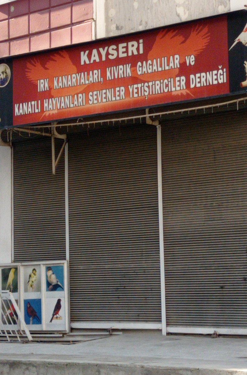 impetgio tweet media