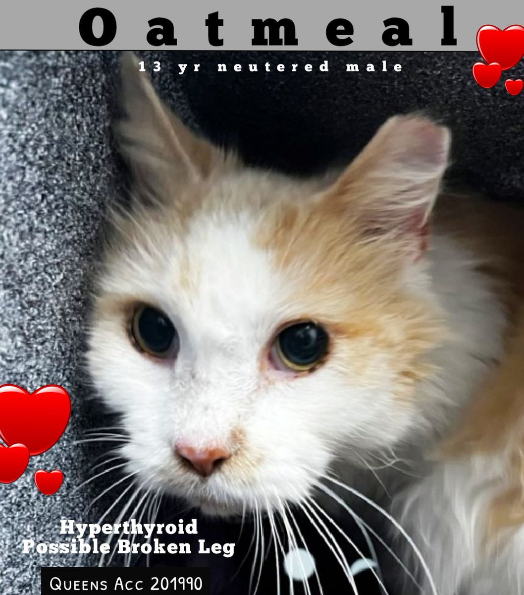 LOVE_CATS_ONE's tweet image. 🆘🆘 for OATMEAL 13 yo in QUACC 🆘🆘
VERY URGENT SENIOR ALERT with
MEDICAL PRIORITY 🏥🔥🔥🔥
👉🏼HYPERTHYROID
👉🏼POSSIBLE BROKEN LEG 💔😿🙀

BETRAYED SENIOR, FOUND IN A PARK AS A STRAY  🔥🔥 Needs more pledges 🆘
Client came to QACC with a stray DSH cat, Oatmeal &amp;amp; stated she was